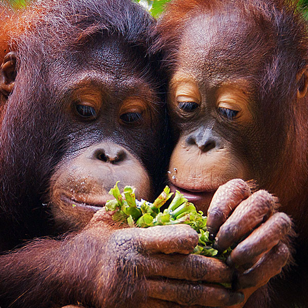 Asian Orangutan