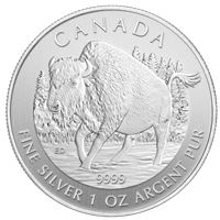 silver canadian wood bison wildlife